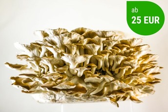 Banner Pilz-Zuchtsets für den Anbau zu Hause