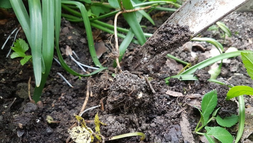 Unkrautstecher, Beet, Gartenarbeit, Jäten, Erde, Unkraut