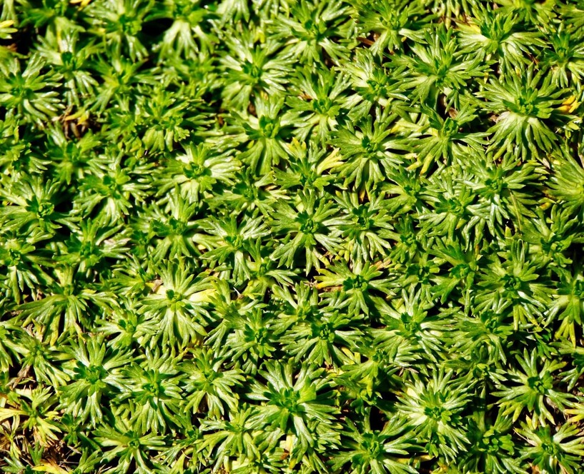 Andenpolster, sonnig, Halbschattengew&auml;chs, Bodendecker, gr&uuml;n, Natur