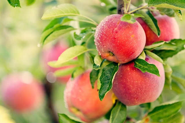 Apfel, Apfelbaum, Äpfel, Obst, Obstbaum, saftig, frisch, nass