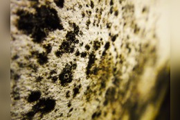 Schimmel entfernen auf Wand & Tapette: 5 geniale Tipps und Mittel vom Malermeister