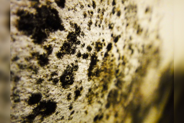 Schimmel entfernen | Wand | Tapete | Farbe | Wohnung | Mittel