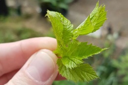 Unkraut im Garten / Rasen bestimmen über Bilder & Apps: So erkennen Sie heimische Unkräuter zuverlässig