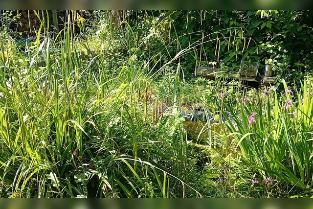 Naturgarten anlegen | gestalten | Ideen | Plan | kleinen