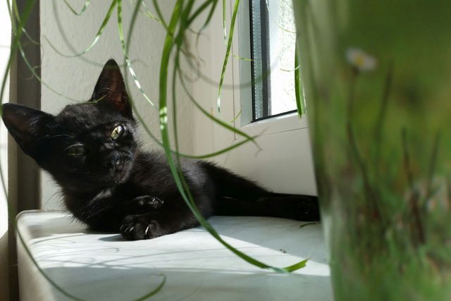 Katze, Haustier, Mieze, Cat, Hauskatze, Schnurrhaare, Katzenhaare, Fell, Allergie, kuschlig, Wohnungskatze