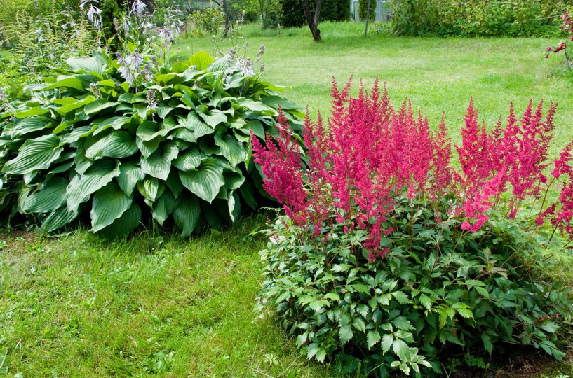 Astilbe, Prachtsperie, Halbschattengew&auml;chs, Schattengew&auml;chs, Natur, gr&uuml;n, Bl&uuml;te