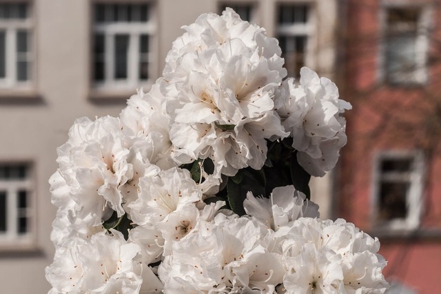 Azaleen, Blumen, Bl&uuml;te, Balkonpflanze, 