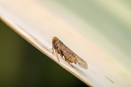 Kastanienminiermotte: Schadbild und 3 Tipps zur effizienten Bekämpfung