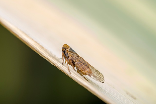 Kastanienminiermotte | Bekämpfung | Schadbild