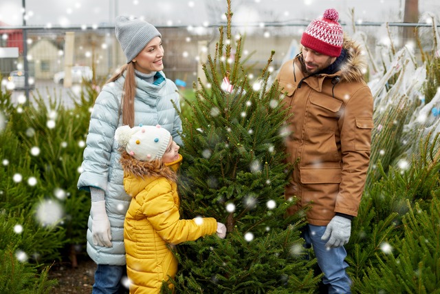 Weihnachtsbaum selber schlagen Hessen | Frankfurt | Kassel | Wiesbaden
