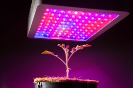 LED Grow-Lampen im Test: Das sind die Top-10 Pflanzenlampen mit/ohne Vollspektrum