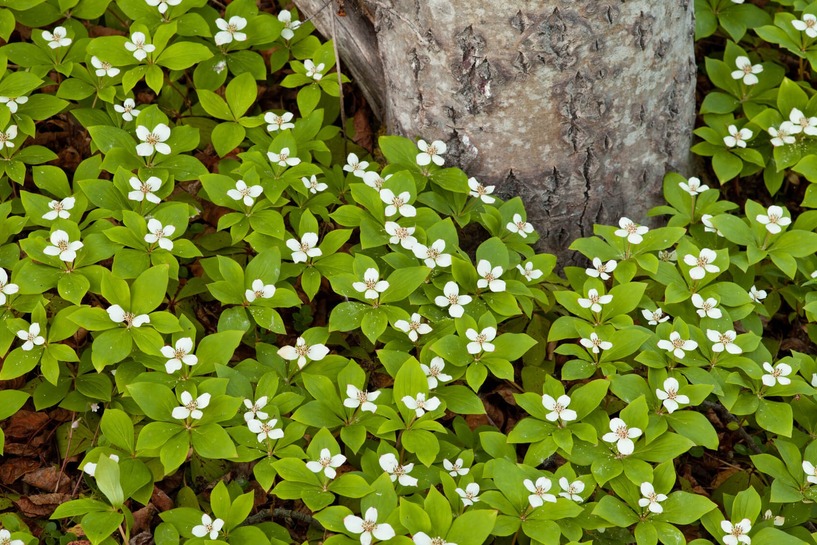 Teppich-Hartriegel, Santolia, halbschattengewächs, grün, Natur, Bodendecker,