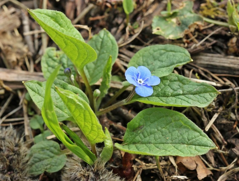 Fr&uuml;hlings-Gedenkmein, Fr&uuml;hlings-Nabeln&uuml;sschen, gr&uuml;n, Natur, sonnig, Halbschattengew&auml;chs