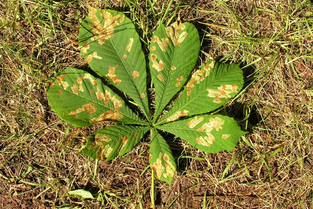 Kastanie, Rosskastanie, Blatt, Rosskastanienminiermotte, Natur, Baumschaden, Sch&auml;dling