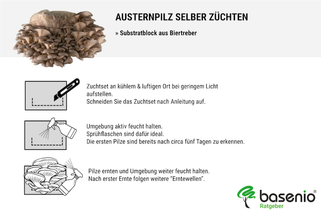 Austernpilz selber z&uuml;chten | Anleitung