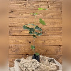 Trüffelbaum "Sommerlinde"