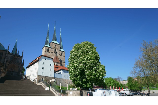 Sankt Severi, Severikirche Erfurt, Domberg, Domh&uuml;gel, Kastanie, Kirche, Religion, Domstufen