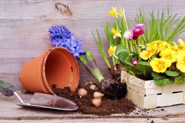 Beliebte Gartenpflanzen: Das sind die Top-25 für den Frühling, Sommer, Herbst & Winter (winterharte)