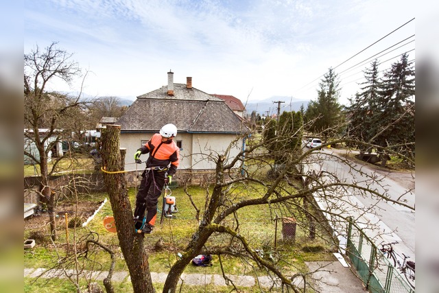 Baumkontrolle | Baumgutachten | Kosten | Privatgrundstück