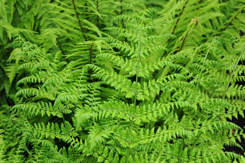 Farn, Wurmfarn, Schellenbaumfarn, Halbschattengew&auml;chs, gr&uuml;n, Natur, Wald