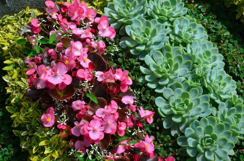 Eisbegonie, sonnig, Halbschattengewächs, Grabschmuck, grün, Natur, Gottesauge, Miniaturrosen