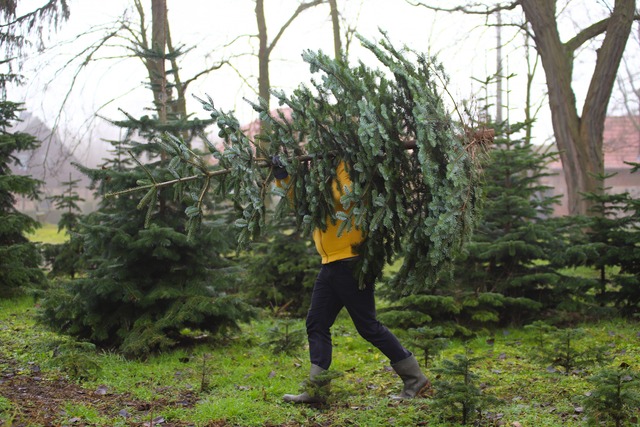 Christbaum selber schlagen Bayern | Weihnachtsbaum in der Nähe München | Nürnberg | Augsburg