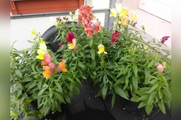 Ganzjährige Balkonpflanzen: Tipps für einen blühenden Blumenkasten - ideal als Sichtschutz