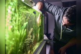 Fadenalgen im Aquarium ohne Chemie bekämpfen/entfernen: Profi-Tipps für Aquaristen